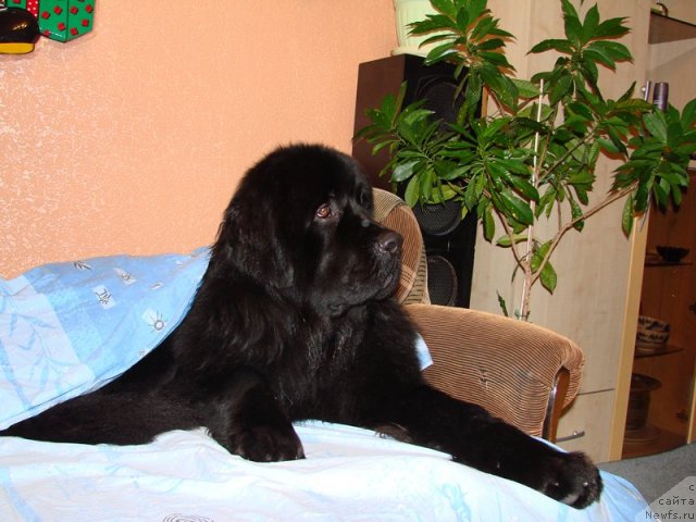 Фото: ньюфаундленд Richard Blyek (Ричард Блэк)