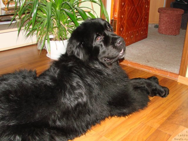 Фото: ньюфаундленд Richard Blyek (Ричард Блэк)