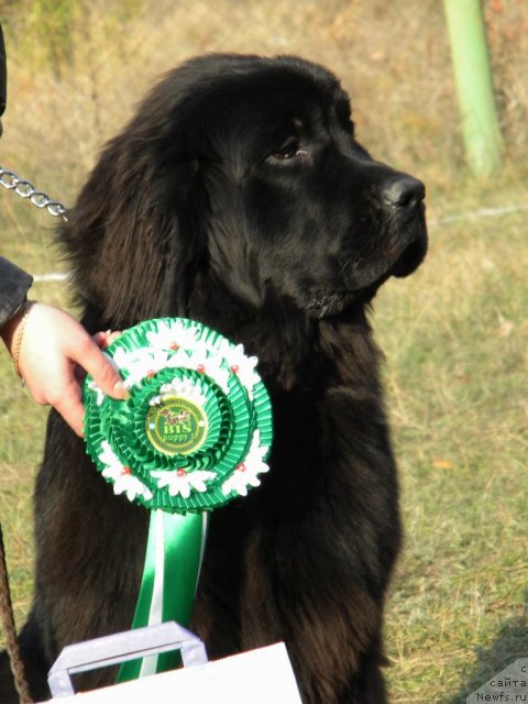Фото: ньюфаундленд Velyke Malyatko Zagrava Yasna