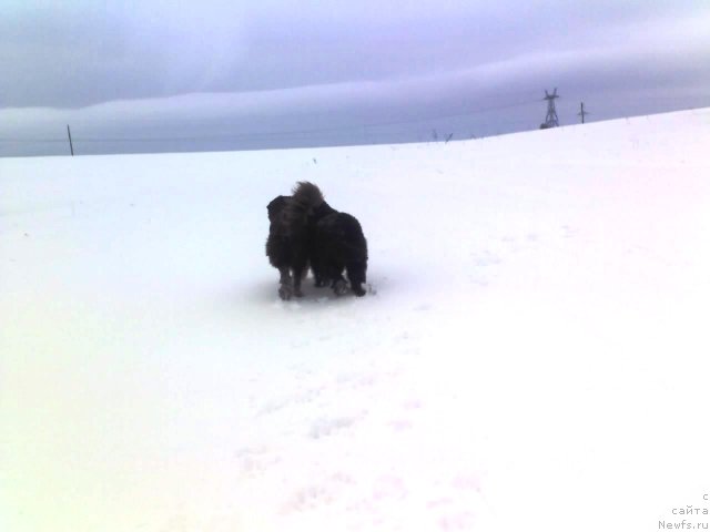 Фото: ньюфаундленд Ih Vyisochestvo Vladlena Madjiks (Их Высочество Владлена Маджикс), Данчик