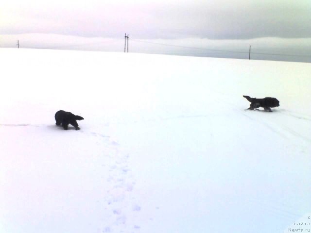 Фото: ньюфаундленд Ih Vyisochestvo Vladlena Madjiks (Их Высочество Владлена Маджикс), Данчик