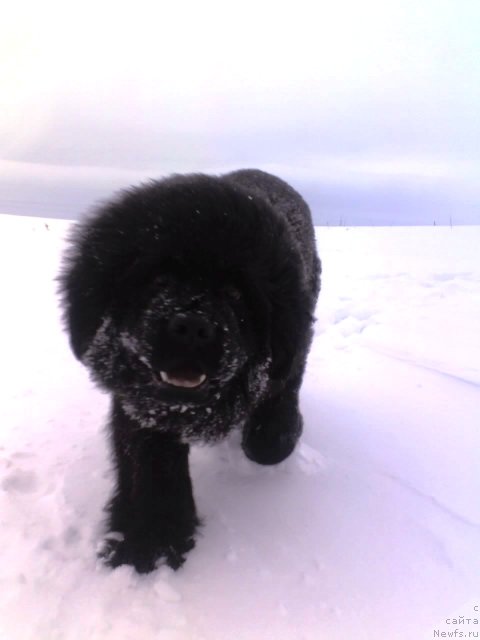 Фото: ньюфаундленд Ih Vyisochestvo Vladlena Madjiks (Их Высочество Владлена Маджикс)