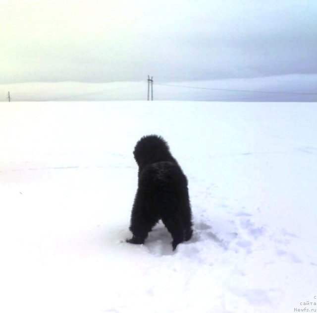 Фото: ньюфаундленд Ih Vyisochestvo Vladlena Madjiks (Их Высочество Владлена Маджикс)