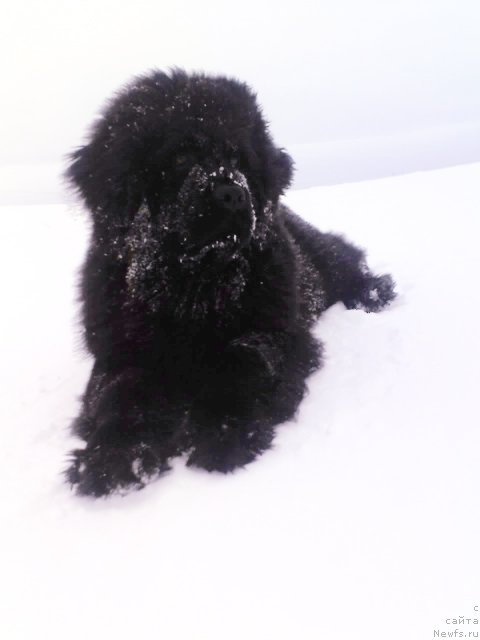 Фото: ньюфаундленд Ih Vyisochestvo Vladlena Madjiks (Их Высочество Владлена Маджикс)