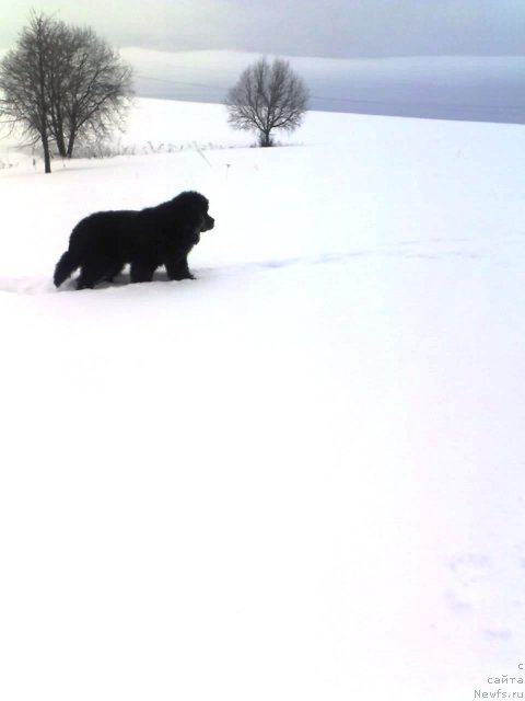 Фото: ньюфаундленд Ih Vyisochestvo Vladlena Madjiks (Их Высочество Владлена Маджикс)
