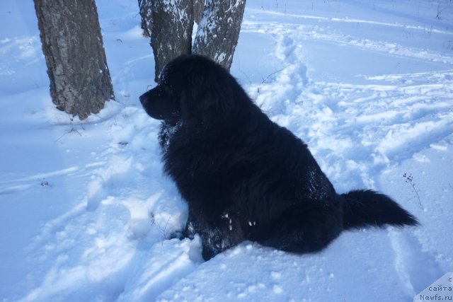 Фото: ньюфаундленд YUst (Юст)