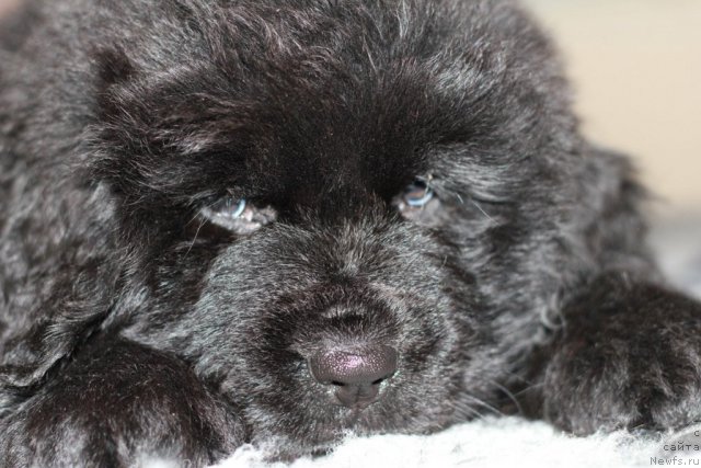 Фото: ньюфаундленд T-34 s Berega Dona (Т-34 с Берега Дона)