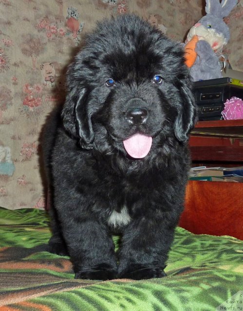 Фото: ньюфаундленд Viv'en Svit Ledi (Вивьен Свит Леди)