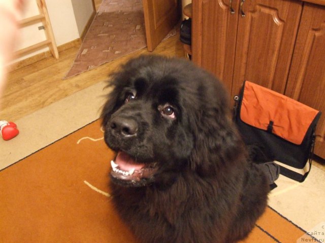 Фото: ньюфаундленд Velyke Malyatko Ya Volodar Mrij'