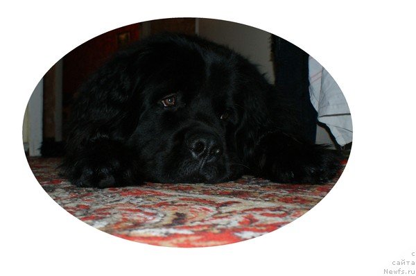 Фото: ньюфаундленд Fann'yuf Udalec Molodec (Фанньюф Удалец Молодец)