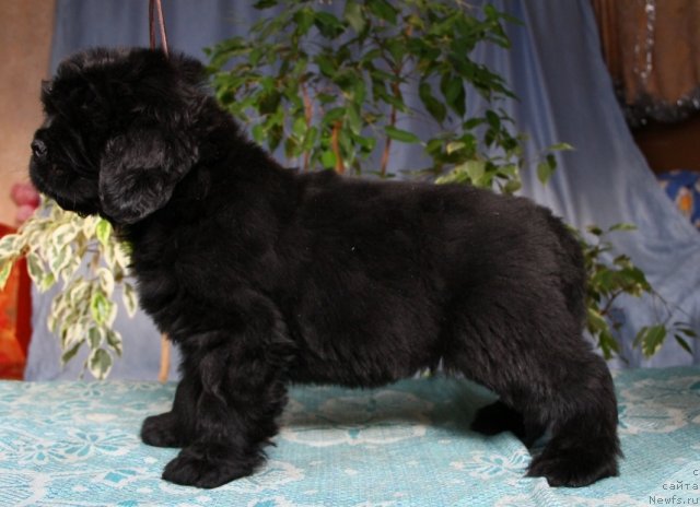 Фото: ньюфаундленд Obol'stitel' iz Medvej'ego YAra (Обольститель из Медвежьего Яра)