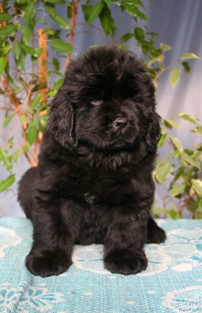 Фото: ньюфаундленд Obol'stitel' iz Medvej'ego YAra (Обольститель из Медвежьего Яра)