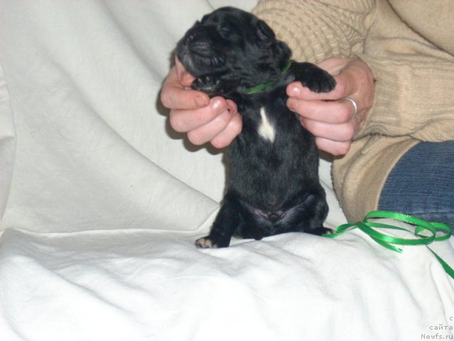 Фото: ньюфаундленд Richard Blyek (Ричард Блэк)