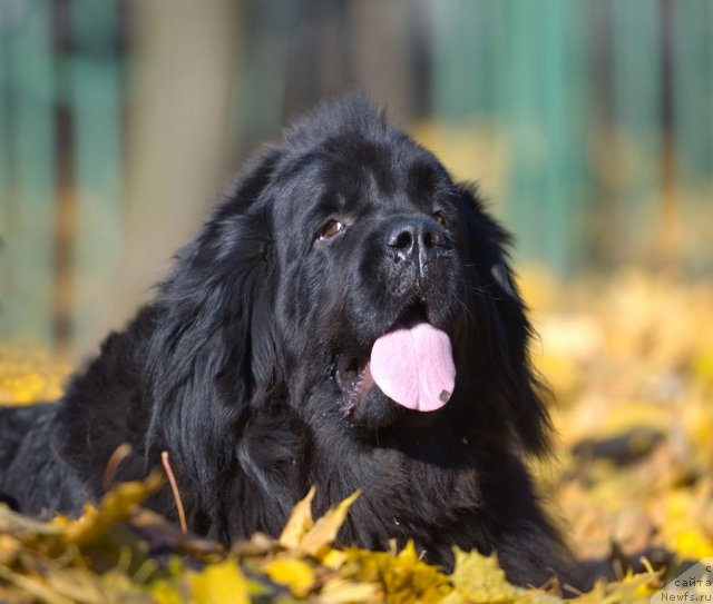 Фото: ньюфаундленд Ambiciya Ego Vyisochestva iz Medvej'ego YAra (Амбиция Его Высочества из Медвежьего Яра)