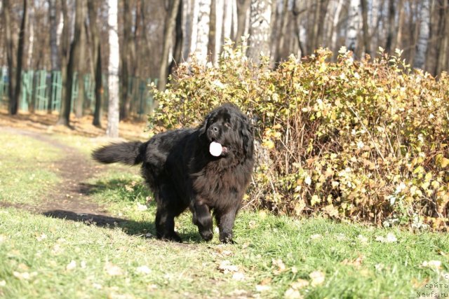 Фото: ньюфаундленд Ambiciya Ego Vyisochestva iz Medvej'ego YAra (Амбиция Его Высочества из Медвежьего Яра)
