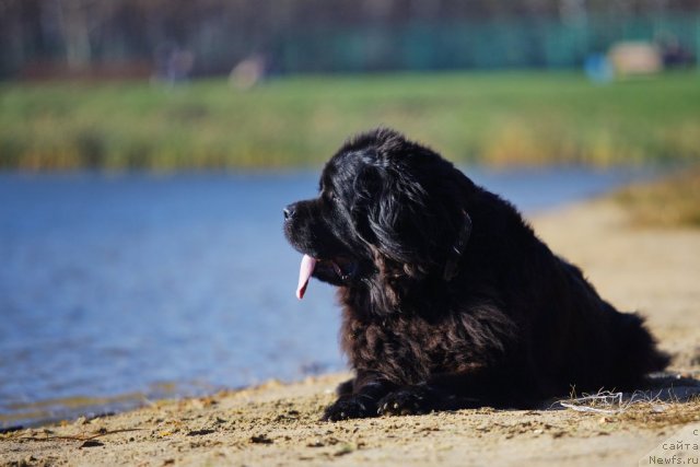 Фото: ньюфаундленд Ambiciya Ego Vyisochestva iz Medvej'ego YAra (Амбиция Его Высочества из Медвежьего Яра)