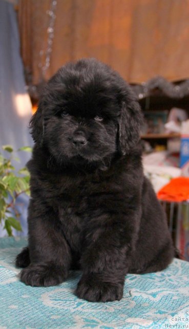 Фото: ньюфаундленд Ontario   Flyesh   iz Medvej'ego YAra (Онтарио   Флэш   из Медвежьего Яра)