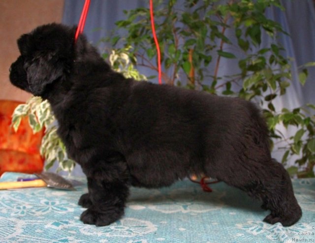 Фото: ньюфаундленд Ontario   Flyesh   iz Medvej'ego YAra (Онтарио   Флэш   из Медвежьего Яра)