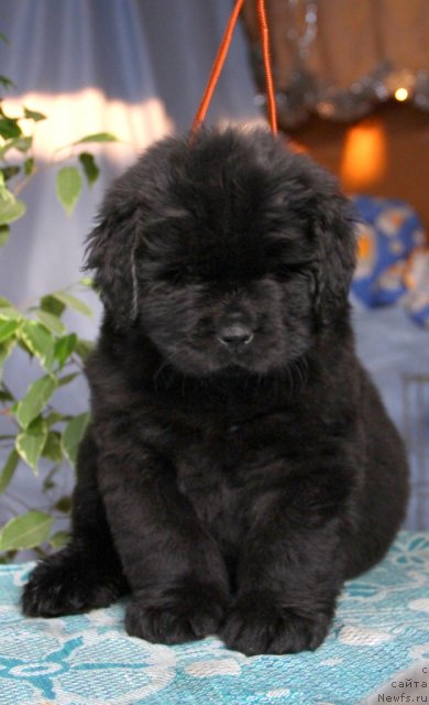 Фото: ньюфаундленд Ontario   Flyesh   iz Medvej'ego YAra (Онтарио   Флэш   из Медвежьего Яра)