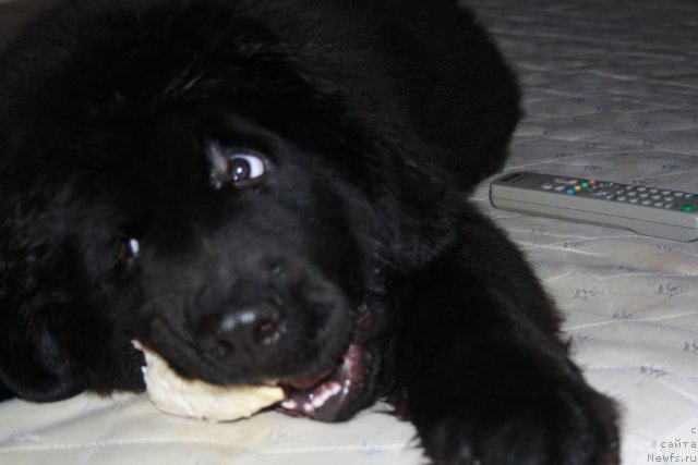 Фото: ньюфаундленд CHernyiy SHarm Buch Kessedi (Черный Шарм Буч Кесседи)