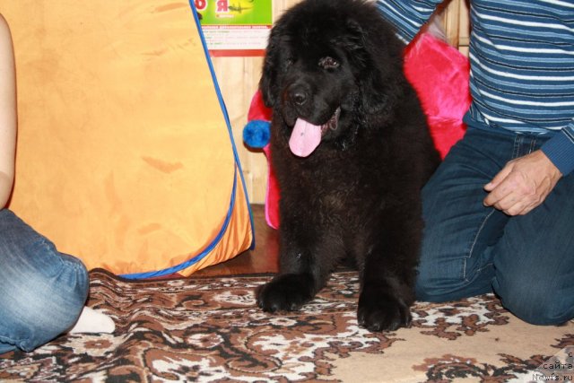 Фото: ньюфаундленд CHernyiy SHarm Buch Kessedi (Черный Шарм Буч Кесседи)