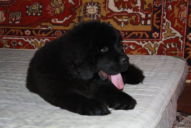 Фото: ньюфаундленд CHernyiy SHarm Buch Kessedi (Черный Шарм Буч Кесседи)