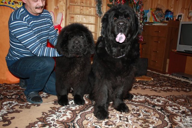 Фото: ньюфаундленд CHernyiy SHarm Buch Kessedi (Черный Шарм Буч Кесседи), ньюфаундленд Lesnaya Skazka Ruslana (Лесная Сказка Руслана)