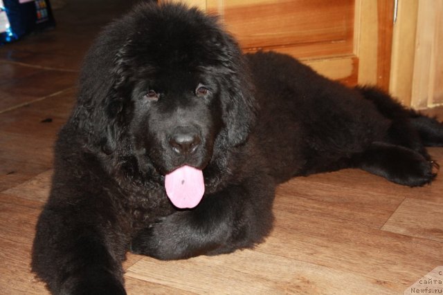 Фото: ньюфаундленд CHernyiy SHarm Buch Kessedi (Черный Шарм Буч Кесседи)