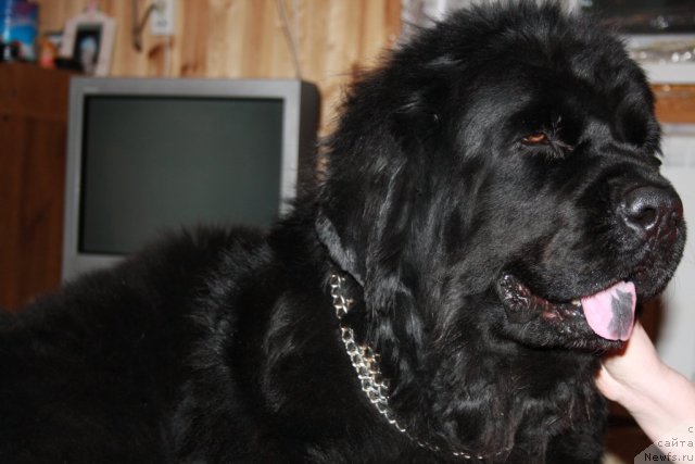 Фото: ньюфаундленд Lesnaya Skazka Ruslana (Лесная Сказка Руслана)