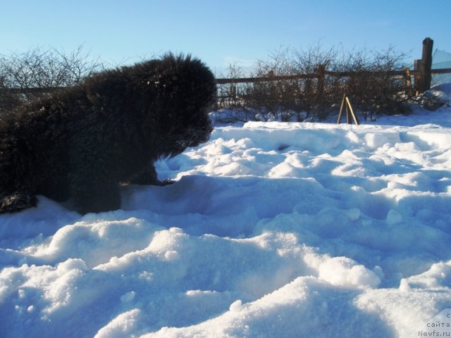 Фото: сын, ньюфаундленд Severtan Rojdennaya Legendoy (Севертан Рожденная Легендой)