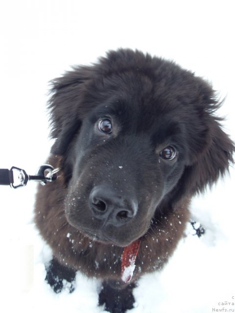 Фото: ньюфаундленд Smigar Vasabi Boy (Смигар Васаби Бой)