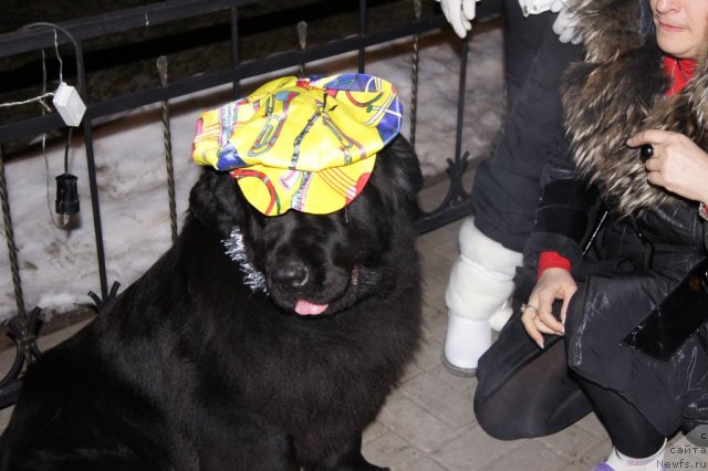 Фото: ньюфаундленд Aquatoriya Kelvin Inspirit Life (Акватория Келвин Инспирит Лайф)