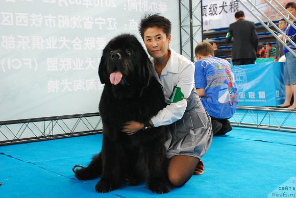 Фото: ньюфаундленд Ego Vysochestvo ot Sibirskogo Medvedja (Его Высочество от Сибирского Медведя)