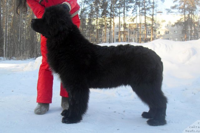 Фото: ньюфаундленд Izumrud Moey Dushi (Изумруд Моей Души)