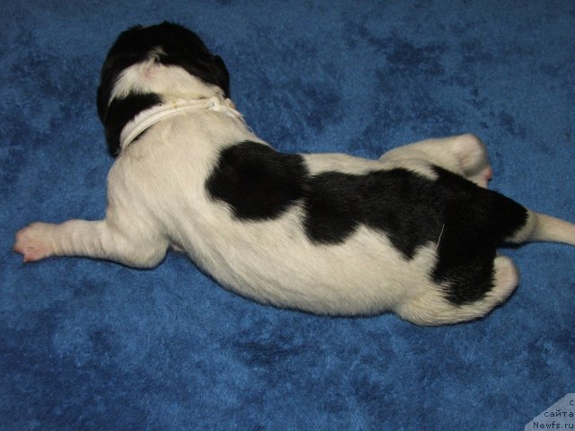 Фото: ньюфаундленд Plushevaya Panda Tajna Monrepo (Плюшевая Панда Тайна Монрепо)