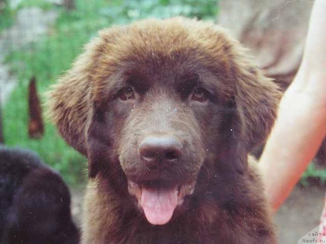 Фото: ньюфаундленд S'yuzi (Сьюзи)
