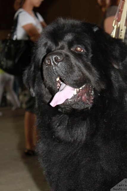 Фото: ньюфаундленд Lloyd Blyek (Ллойд Блэк)