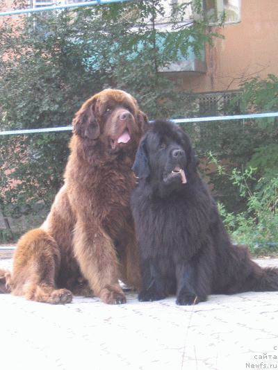 Фото: ньюфаундленд Channel Charm  iz  Medvejyego Yara (Чаннел Чам из Медвежьего Яра), ньюфаундленд Schegol Filimon iz Medvejyego Yara (Щеголь Филимон из Медвежьего Яра)