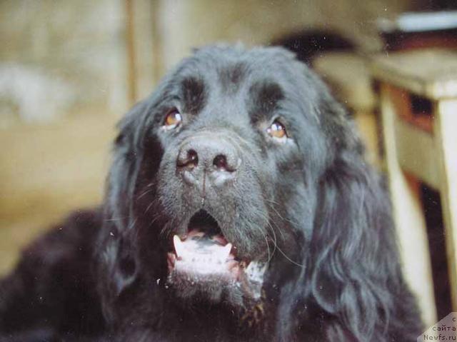 Фото: ньюфаундленд Styeng Ride'Mar (Стэнг Риде'Мар)