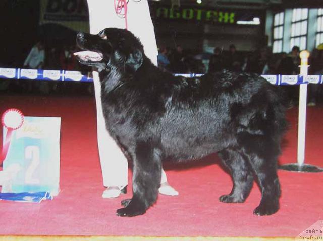 Фото: ньюфаундленд Fauna (Фауна)