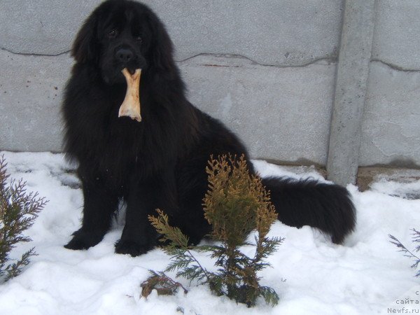 Фото: ньюфаундленд Ochen' Vajnaya Persona (Очень Важная Персона)