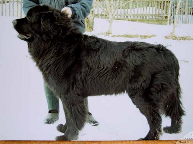 Фото: ньюфаундленд Styeng Ride'Mar (Стэнг Риде'Мар)