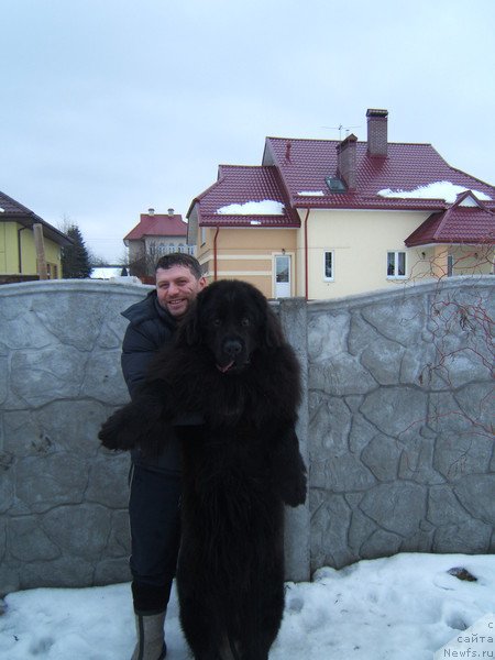 Фото: ньюфаундленд Ochen' Vajnaya Persona (Очень Важная Персона)