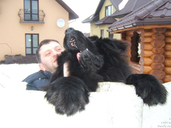 Фото: ньюфаундленд Ochen' Vajnaya Persona (Очень Важная Персона)