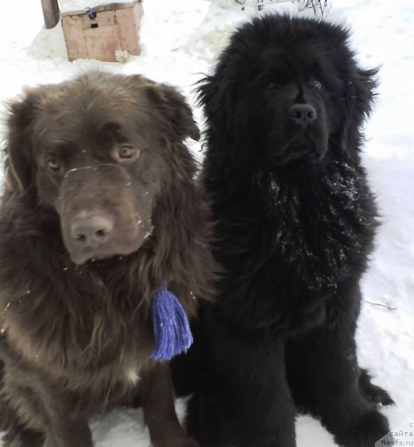 Фото: ньюфаундленд Ih Vyisochestvo Vladlena Madjiks (Их Высочество Владлена Маджикс)