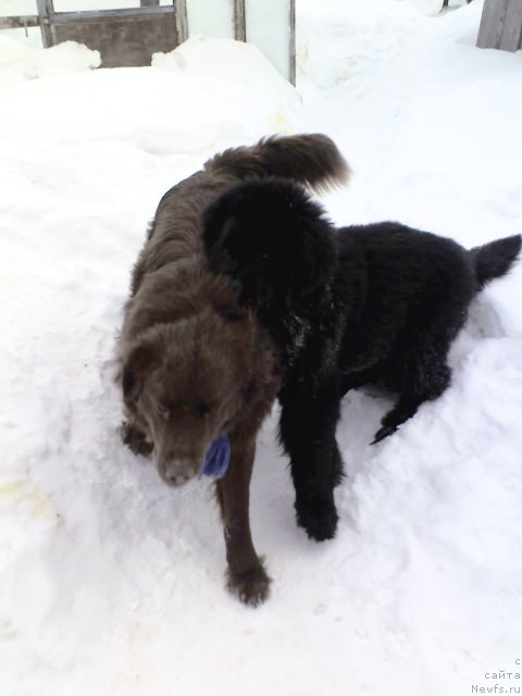 Фото: ньюфаундленд Ih Vyisochestvo Vladlena Madjiks (Их Высочество Владлена Маджикс)