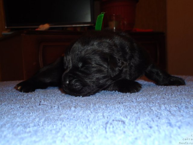 Фото: ньюфаундленд Uyutnaya Dolina Bibigon Breyv Kid (Уютная Долина Бибигон Брейв Кид)