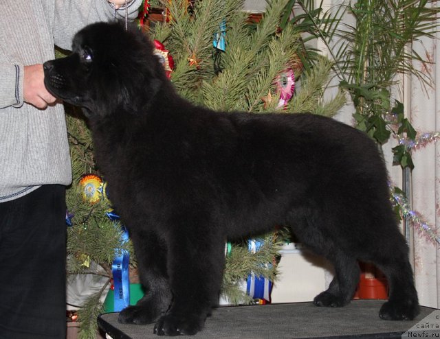 Фото: ньюфаундленд Sputnik s Berega Dona (Спутник с Берега Дона)