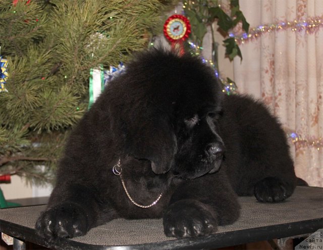 Фото: ньюфаундленд Sputnik s Berega Dona (Спутник с Берега Дона)