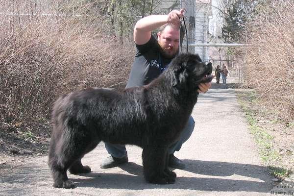 Фото: ньюфаундленд Dunyasha s Berega Dona (Дуняша с Берега Дона)